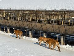 -横道河子东北虎林园