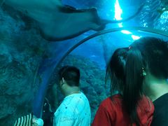 -芜湖新华联大白鲸海洋公园