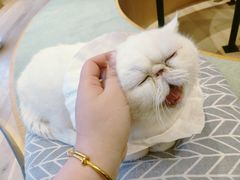 -CAT’S MEWSTAR CAFE·喵星球猫屋(晴湾咖啡店)