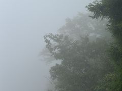 -天目山大树王景区