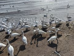 -烟墩角天鹅湖
