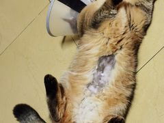 -纳吉亚猫专科动物医院博雅分院