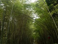 -铁山坪森林公园