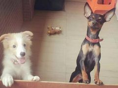 -严国平动物医院(德政总院)