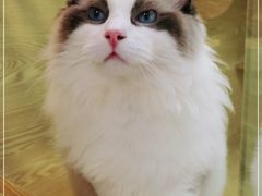 -猫十亿·布偶金渐层·曼基康矮脚猫舍(青年路店)