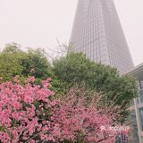 在西湖文化广场邂逅一抹粉红菊花桃，桃花依旧笑春风😄