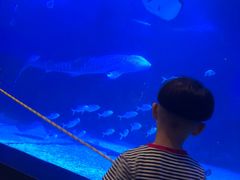 -烟台海昌鲸鲨海洋公园