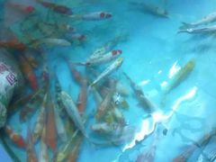 -北戴河圣蓝海洋公园