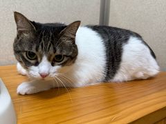 -爱妮康宠物医院·干细胞免疫细胞·肿瘤·心脏(张江店)