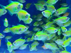 -青石桥花鸟鱼虫市场(叠翠城店)