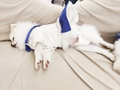 -怪兽屋·羊驼·猫咖·狗咖(俊华广场店)