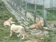 -石家庄市动物园