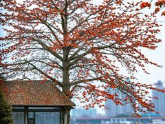 -喜洲吧·江畔老船厂·庭院餐厅(喜临院店)