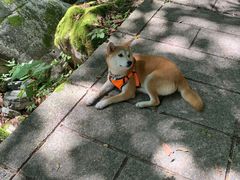 -西岭雪山大飞水景区