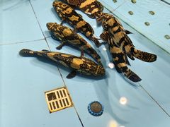 -渔傅·霞浦滩涂海鲜(建平店)