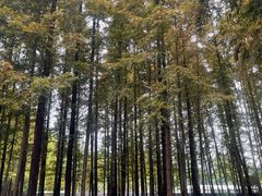 -日照海滨国家森林公园
