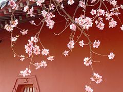 -桃花堤公园