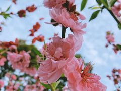 -桃花涧