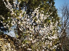 -鹫峰国家森林公园