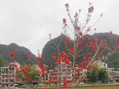 -靖西鹅泉风景区