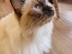 -有猫主题·治愈系猫咖(曾厝垵店)