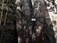 -祁门牯牛降观音堂风景区