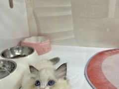 -青奢宠物·青奢猫舍