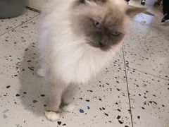 -喵喵咪呀布偶猫咖(春熙路店)