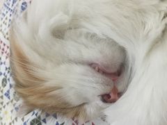 -纳吉亚猫专科动物诊疗中心(蒋宅口分院)