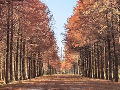 -上海海湾国家森林公园