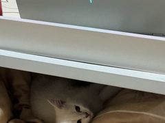 -瑞派福兴宠物医院犬猫全科·骨科·中西医结合(河东店)