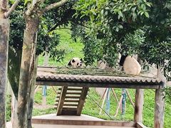 -中国大熊猫保护研究中心雅安碧峰峡基地