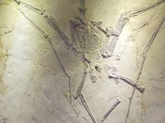 -陕西自然博物馆