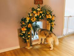 -Husky Go! 哈士奇体验馆·宠物咖啡厅狗咖