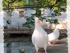 -西园戒幢律寺