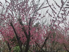 -鹏城八珍深圳特产手信(罗湖店)