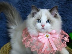 -lincat·猫舍(广州店)