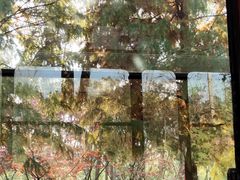 -合肥滨湖国家森林公园