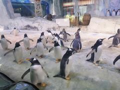 -芜湖新华联大白鲸海洋公园