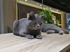 -藏猫猫咖啡主题馆(中央大道店)