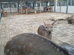 -长白岛森林公园
