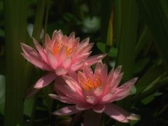 -南山植物园