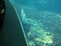 -海棠湾洲际-涛·海底餐厅·美人鱼·自助餐·海底隧道