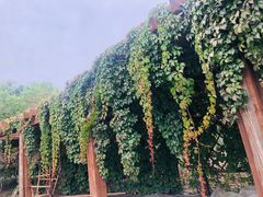 -大兴滨河森林公园