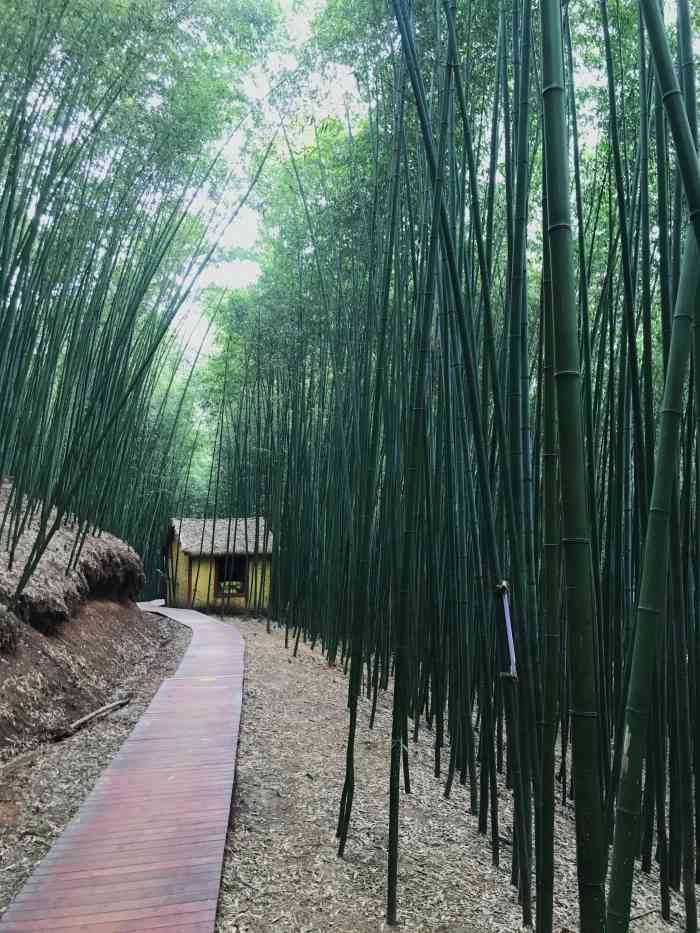 西安鲸鱼沟竹海风景区