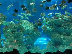 -芜湖新华联大白鲸海洋公园