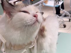 -怪兽屋·羊驼·猫咖·狗咖(俊华广场店)