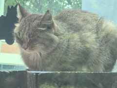 -青藏高原野生动物园