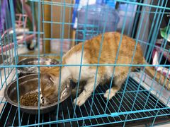 -伟伟宠物医院·瑞派猫友好医院·猫科(光谷店)
