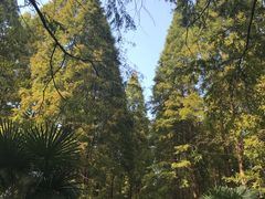 -黄海国家森林公园